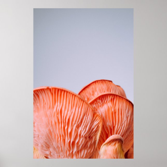 POSTER PINK MUSHROOMS (Frente)