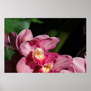 Poster Pink Orchids