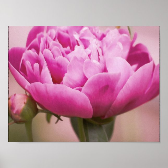 Póster Pink Peony (Frente)