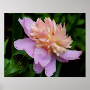 Póster Pink Peony Flower Photo Oil Painting