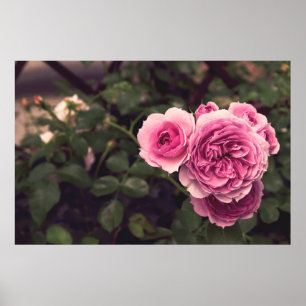 POSTER PINK PETALED FLOWER