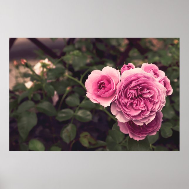 POSTER PINK PETALED FLOWER (Frente)