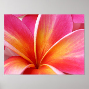 Poster Pink Plumeria Frangipani Hawaii Flor Havaiano
