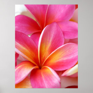 Póster Pink Plumeria Frangipani Hawaii Flor Havaiano