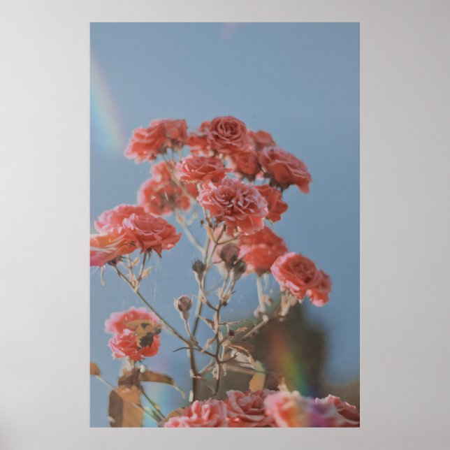 POSTER PINK ROSE FLOWER (Frente)
