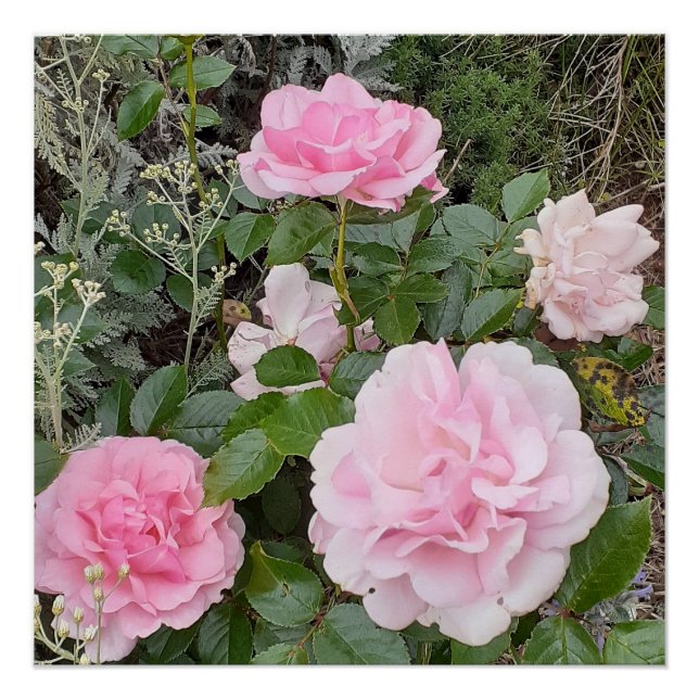 Póster Pink Rose Roses Flower Floral Garden Radox Bouquet (Frente)