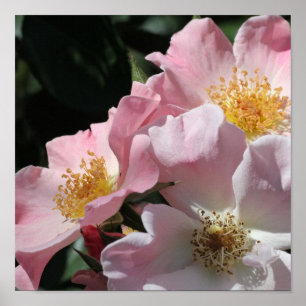 Póster Pink Roses Print