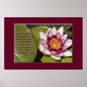 Póster Pink Water Lily