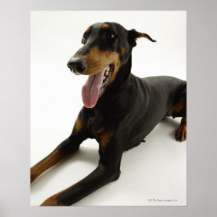 Póster Pinscher 2 do Doberman