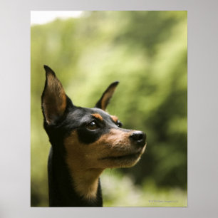 Póster Pinscher diminuto (Minuto-Pin) 2
