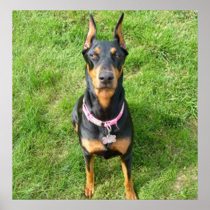 Poster Pinscher do Doberman