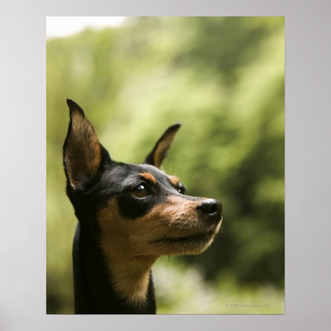 Póster Pinscher Miniatura (Min-Pin) 2 (Frente)
