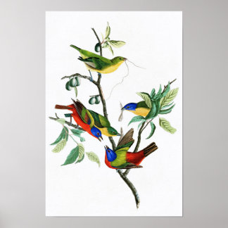 Póster Pintado - Pássaros Finch John James Audubon da Amé
