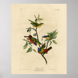 Poster Pintados de finch (Bunting) - Aves da América de A