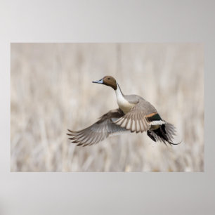 Póster Pintail Drake em Voo