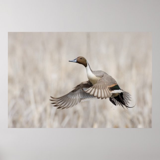 Póster Pintail Drake em Voo (Frente)