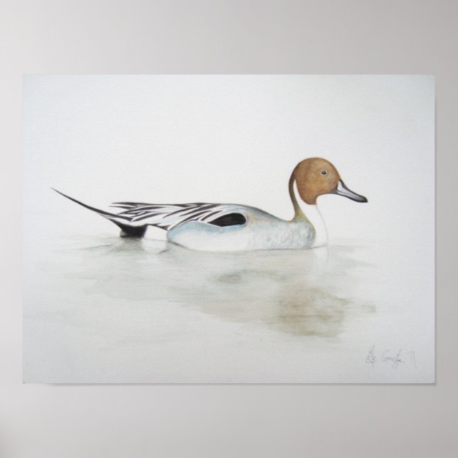 Poster Pintail Duck 2011 (Frente)