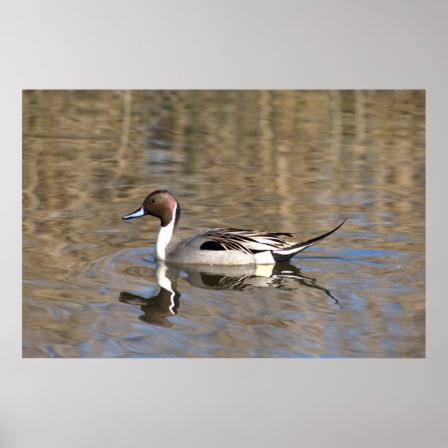 Poster Pintail Duck Natações Em Um Pond (Frente)