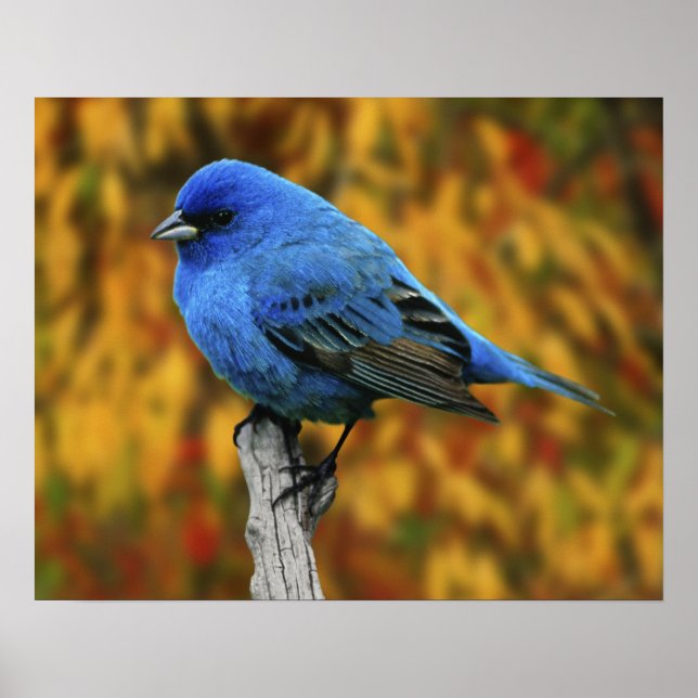 Póster Pintassilgo Azul-Macho, Passerina cyanea (Frente)