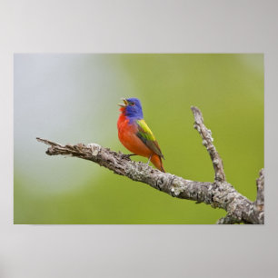 Póster Pintassilgo-de-bico-grosso (Passerina ciris) macho