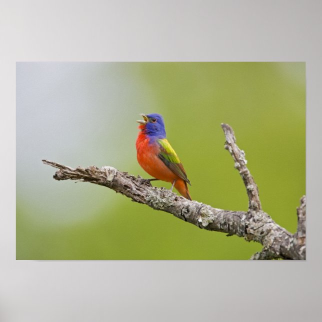 Póster Pintassilgo-de-bico-grosso (Passerina ciris) macho (Frente)