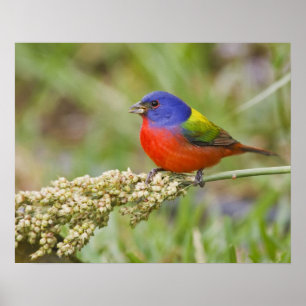 Póster Pintassilgo (Passerina ciris) macho se alimentando