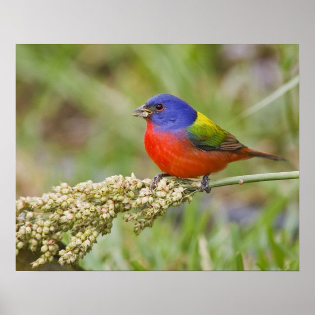 Póster Pintassilgo (Passerina ciris) macho se alimentando (Frente)
