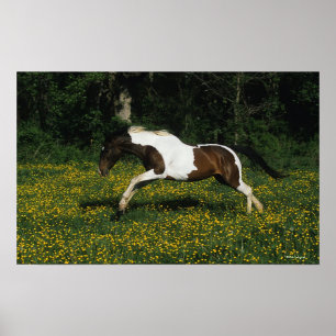 Póster Pinte o cavalo que funciona no campo das flores