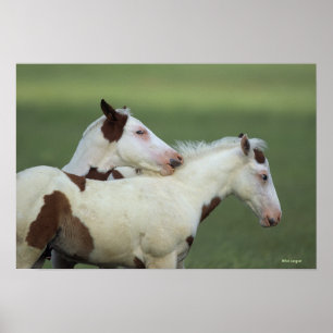 Póster Pinte o jogo dos potros