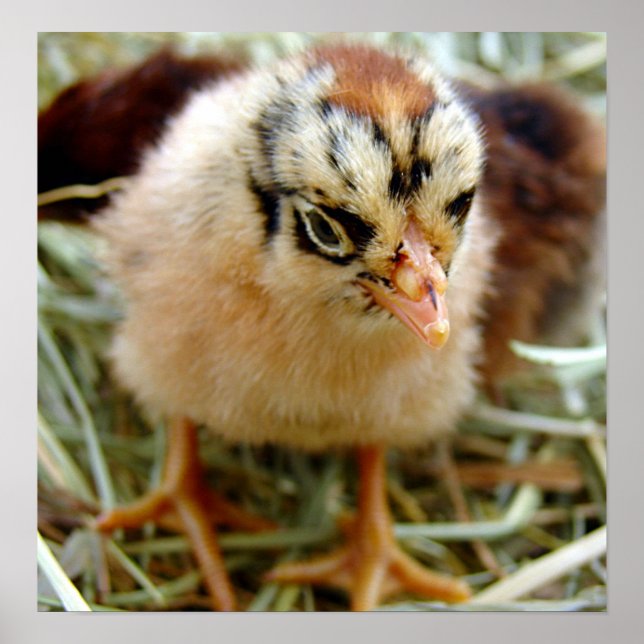 Póster Pintinho (Frente)