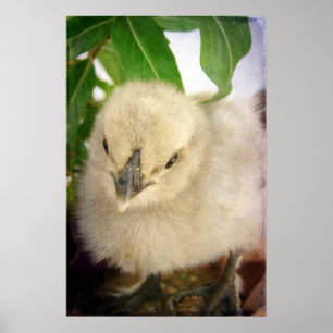 Póster Pintinho azul