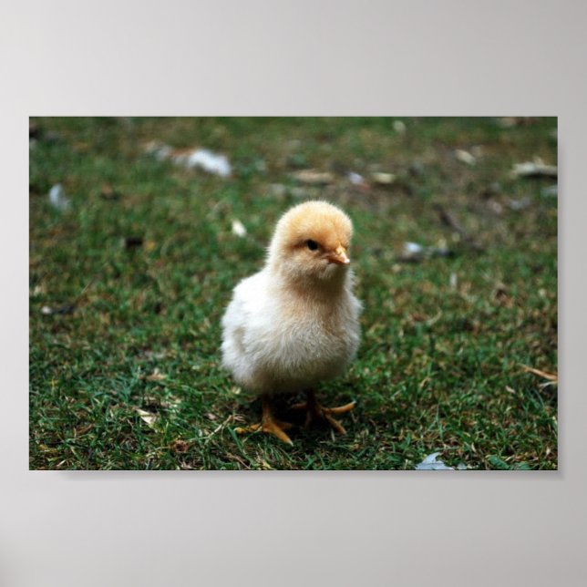 Poster Pintinho Buff Orpington (Frente)