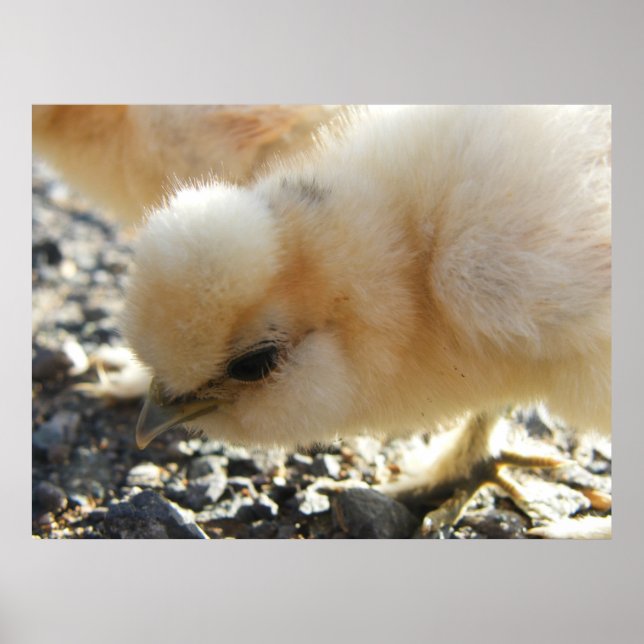 Poster Pintinho Buff Silkie Chicken (Frente)