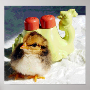 Póster Pintinho e Camel