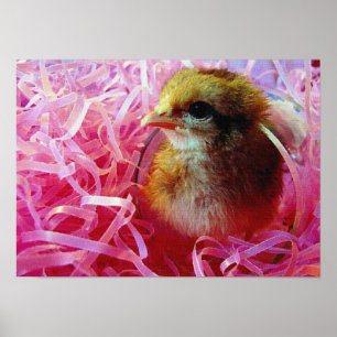 Póster Pintinho em Vidro