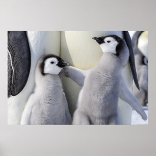 Poster Pintinho Imperador Penguin