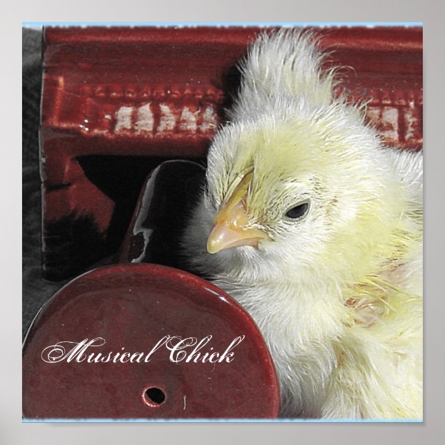 Póster Pintinho Musical (Frente)