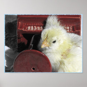 Póster Pintinho para piano