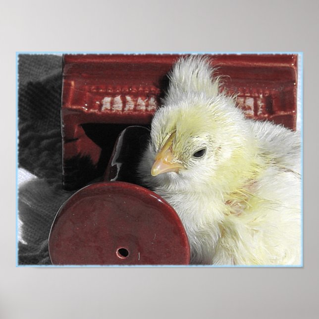 Póster Pintinho para piano (Frente)