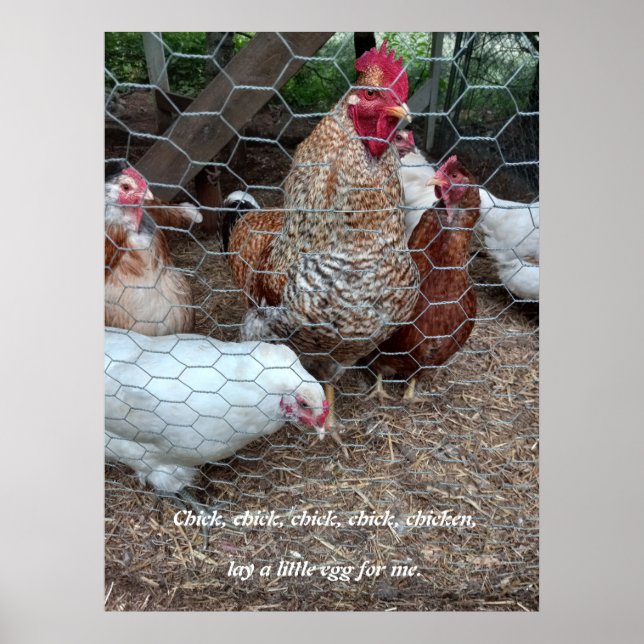 Poster Pintinho pintinho frango (Frente)