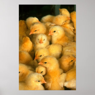 Póster Pintinhos amarelos do bebê