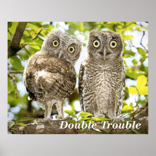 Poster Pintinhos das corujas de Screech