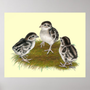 Poster Pintinhos de Chukar Partridge