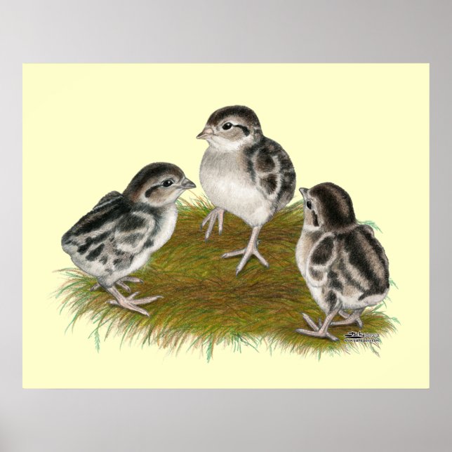 Poster Pintinhos de Chukar Partridge (Frente)