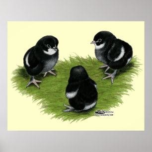 Poster Pintinhos de cobre preto marans
