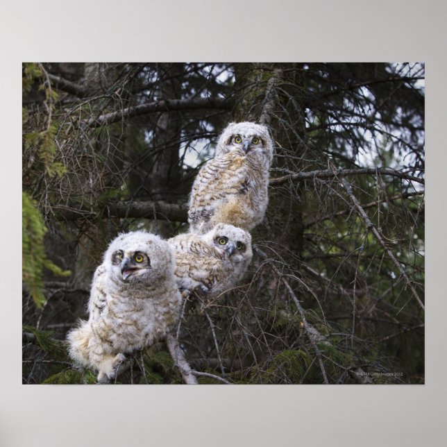 Póster Pintinhos De Três Corujas Excelentes (Bubo Virgini (Frente)