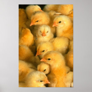 Póster Pintinhos do bebê