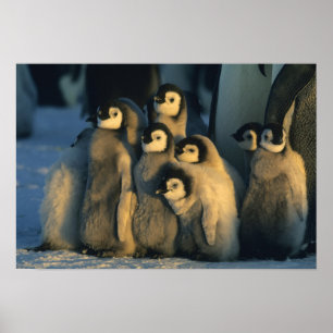 Póster Pintinhos Imperadores Penguin em creche, Aptenodyt