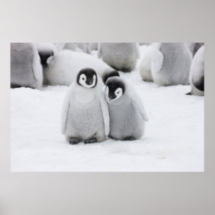 Poster Pintinhos Pinguins no Gelo na Antártica