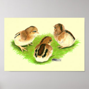 Póster Pintinhos Pretos Aseel